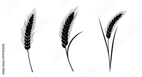 Black and white illustration of three wheat stalks with delicate details