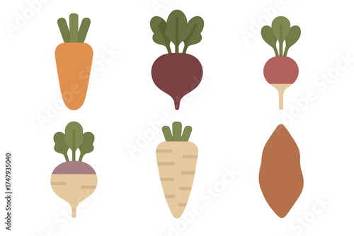 Collection of various healthy root vegetables on a clean white background