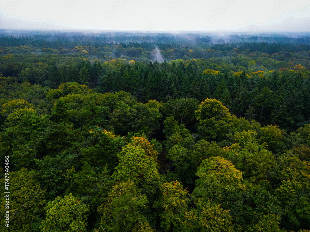 Fototapeta premium Aerial view of a wooded area with dense tree canopy in bad weather, hike along the Hunte river in Barneführer Holz in 26209 Hatten, Germany
