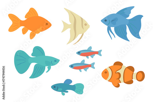 Set of various colorful tropical and freshwater aquarium fish species