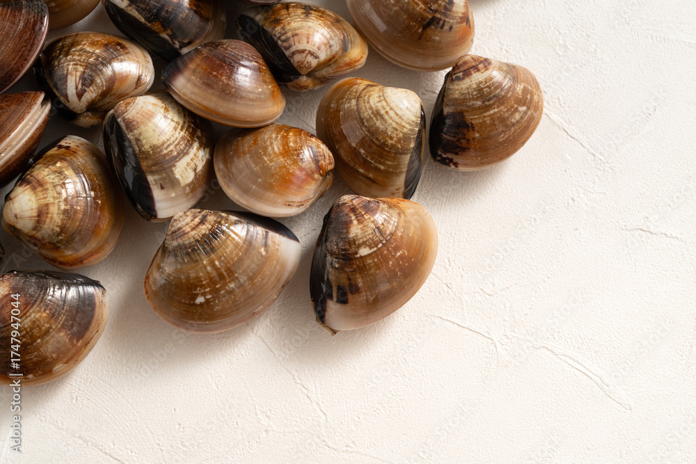 Obraz premium Raw fresh clams seafood in a sieve on white table background.