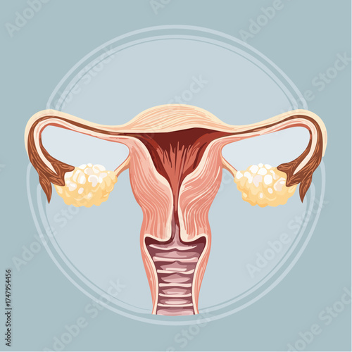 Anatomical Illustration of the Female Reproductive System Uterus and Ovaries