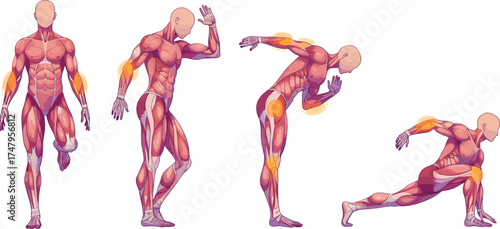 Anatomical vector illustration of human body muscles highlighting active stress points during fitness exercise, stretching, biomechanics, sports training, and rehabilitation