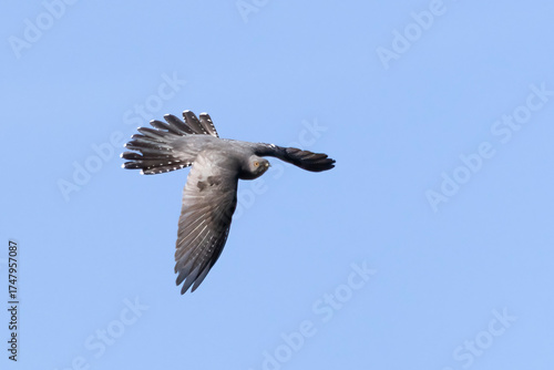 Common Cuckoo