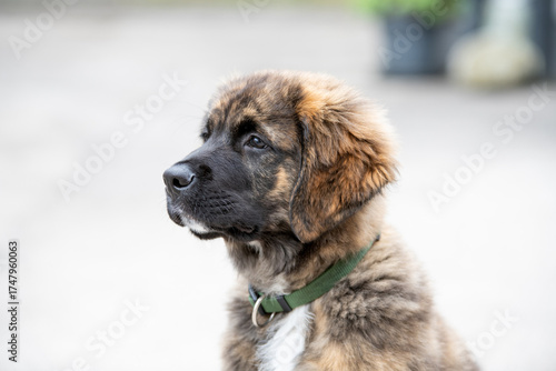 Hunde Baby Mischling