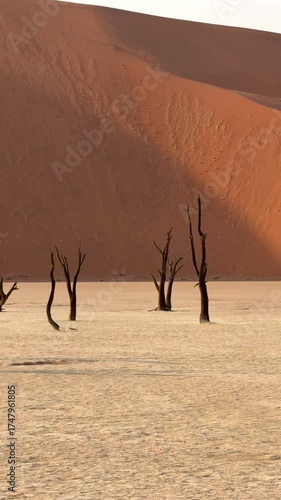 Panning vertical shot showing dead camel thorn trees in Deadvlei, Namib-Naukluft National Park, Namibia.
