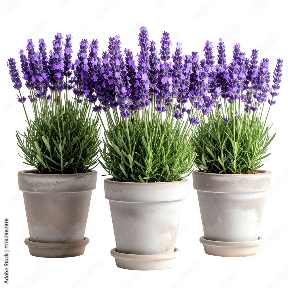 Fototapeta premium Three potted lavender plants with vibrant purple blooms and green foliage against white