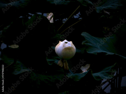 Minimalist Lotus Pod on Dark Water Leaves – Calming Botanical Photography of Natural Simplicity on West Lake in Hanoi - Ideal for Zen Interiors, Mindfulness Posters, and Minimalist Design Projects