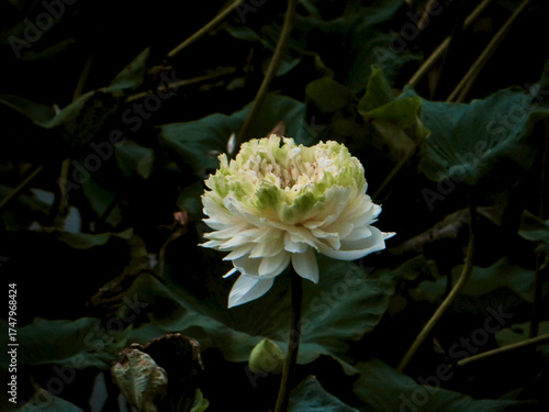 Fully Bloomed White Lotus Flower Illuminated by Natural Light on West Lake in Hanoi, Vietnam – Symbol of Spiritual Enlightenment and Beauty in Nature