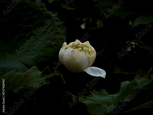 White Lotus Bud with Falling Petal on Dark Green Leaves – Peaceful Nature Symbol of Purity, Calm, and New Beginnings on West Lake in Hanoi, Vietnam