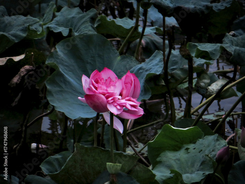 Vivid Pink Lotus Flower in Natural Light — Botanical Beauty and Calm Water Reflection on West Lake in Hanoi, Vietnam