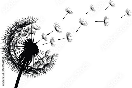 Dandelion seeds blowing in wind delicate nature of life and beauty of change are captured in this minimalist botanical illustration