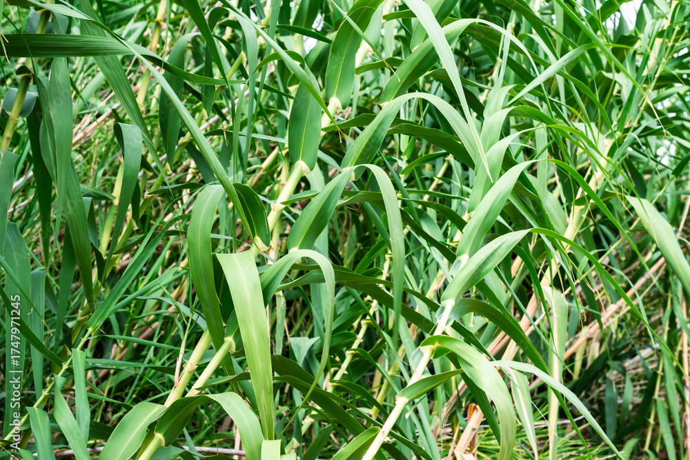 Obraz premium Arundo donax is a tall perennial cane. It is one of several so-called reed species. It has several common names including giant cane, elephant grass, carrizo, arundo, Spanish cane, Colorado river reed