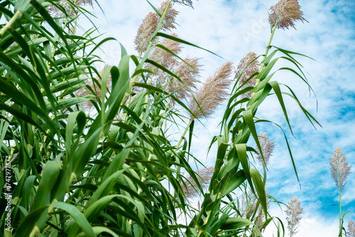 Canvas Print Arundo donax is a tall perennial cane
