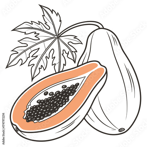 papaya vector
