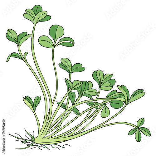 alfalfa sprout tree vector