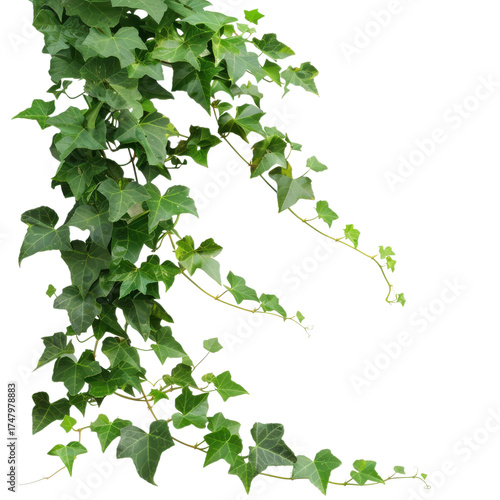 Green ivy vine with leaves isolated on Transparent Background
