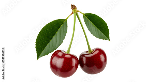 Vibrant cherries dangle from a stem, lush green leaves providing a striking contrast.