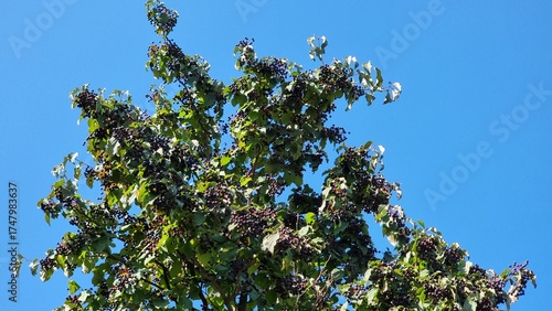 A tree with a blue sky. Cornus sanguinea in autumn.
