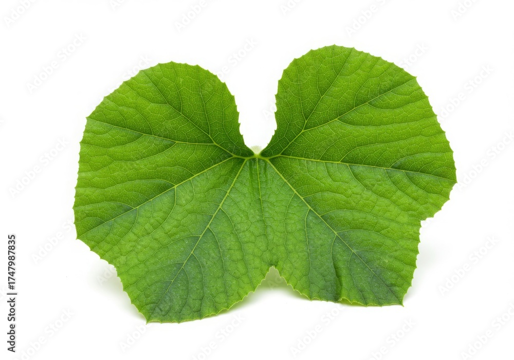 Obraz premium Fresh Green Cucumber Leaf with Heart Shape White Background