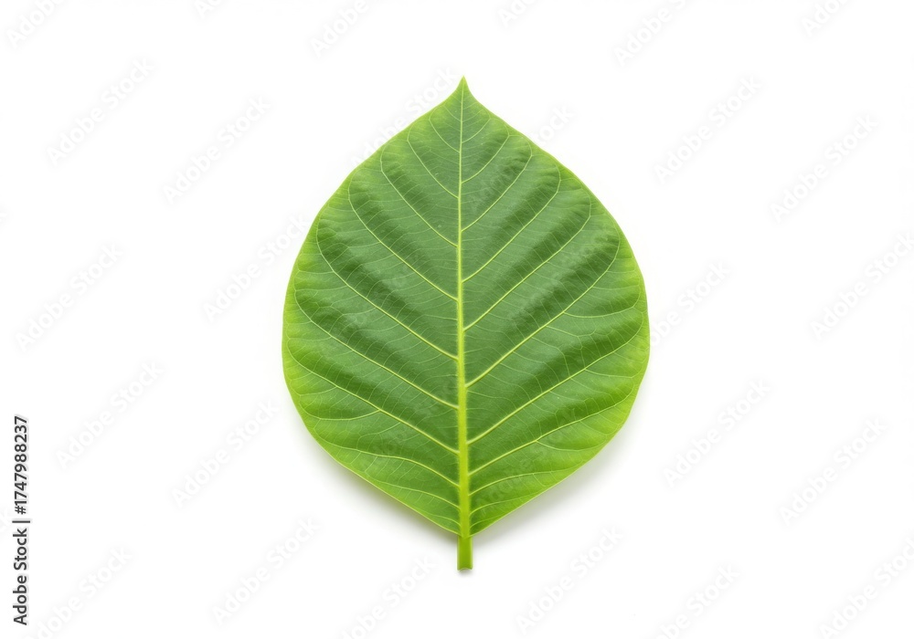 Obraz premium Fresh Green Leaf Isolated White Background