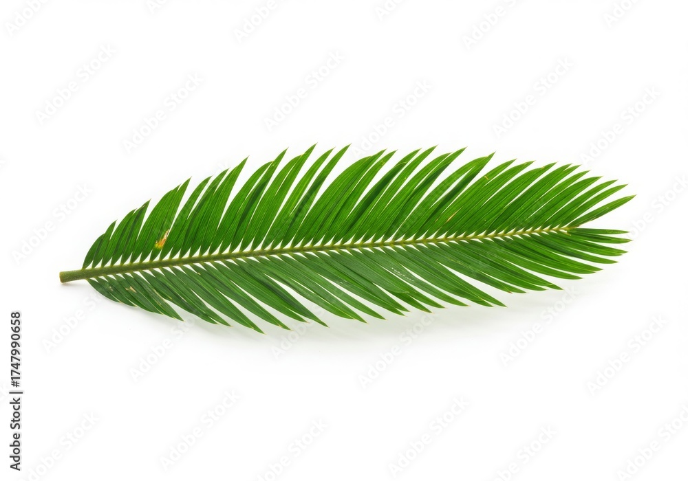 Fototapeta premium Lush Cycas Palm Leaf, White Background, Horizontal