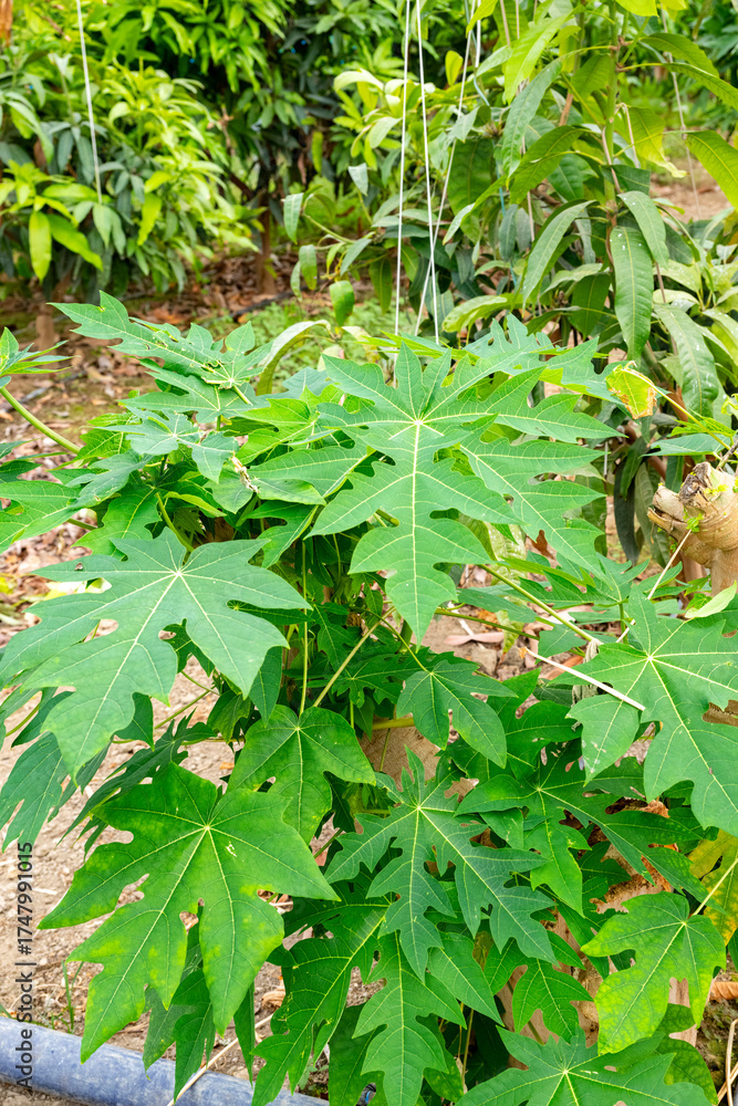 Obraz premium The papaya, papaw, or pawpaw is the plant species Carica papaya, one of the 21 accepted species in the genus Carica of the family Caricaceae. Papaya is also the name of its fruit. 