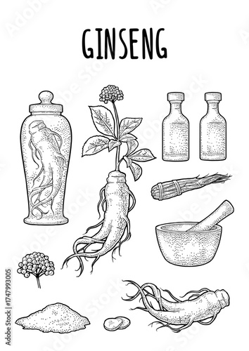 Set panax ginseng. Root, slice, bunch tied by rope, leaves, mortar, pestle, glass bottle of tincture. Vector engraving vintage monochrome illustration for traditional medicine. Isolated on white