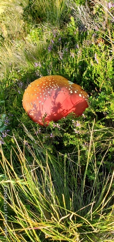 Fliegenpilz Amanita muscaria