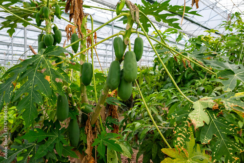 The papaya, papaw, or pawpaw is the plant species Carica papaya, one of the 21 accepted species in the genus Carica of the family Caricaceae. Papaya is also the name of its fruit. 