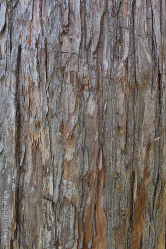 Closeup texture of natural tree bark background. Rough surface of trunk partially peeled.