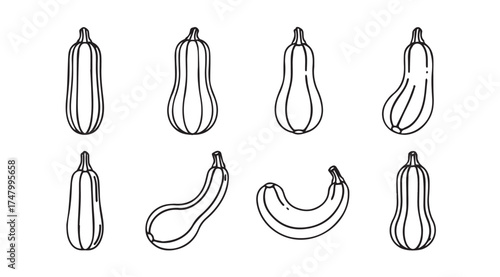Collection of hand drawn butternut squash varieties with outline details isolated on white vector