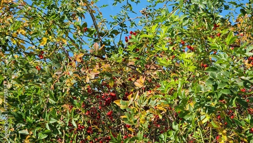 Rosa in autumn. Yellow and green leaves of tree in the garden.