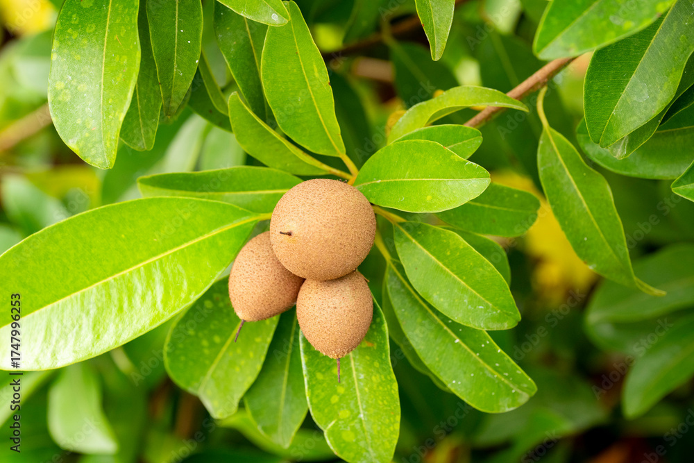 Fototapeta premium Manilkara zapota, commonly known as sapodilla, sapote, chicozapote, chico, chicoo, chicle, naseberry, nispero, or soapapple, among other names, is an evergreen tree native to southern Mexico and Centr