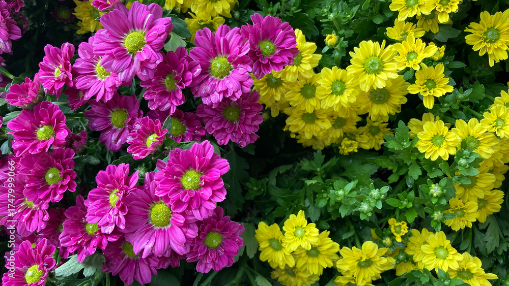 Obraz premium Bright yellow and purple-magenta chrysanthemums in full bloom, radiating beauty and vitality