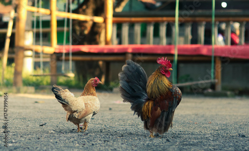Rooster and hen standing on gravel in a rustic outdoor setting. Perfect for farm-themed visuals, countryside life, and traditional animal photography.