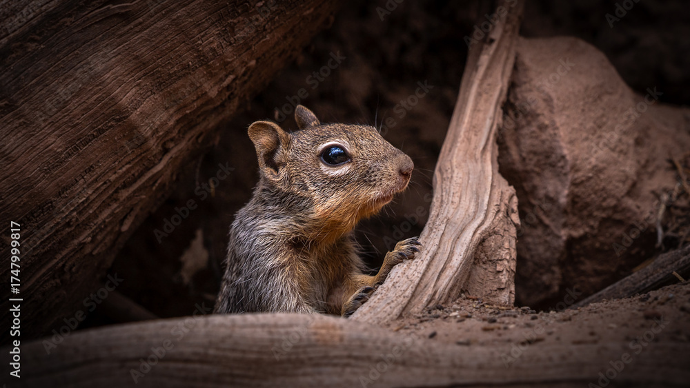 Naklejka premium close up of a squirrel in zion national park