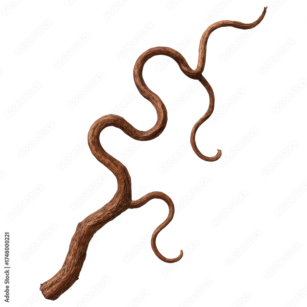 Fototapeta premium Dried Twisted Brown Vine Branch Natural Decor