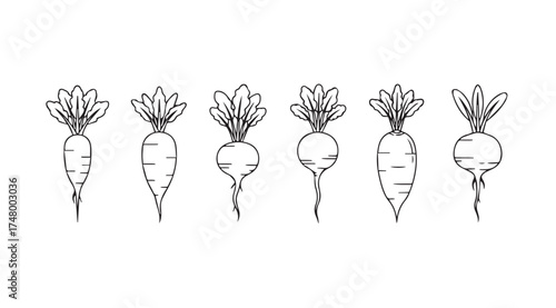 Artistic sketch of six fresh root vegetables arranged in a row vector