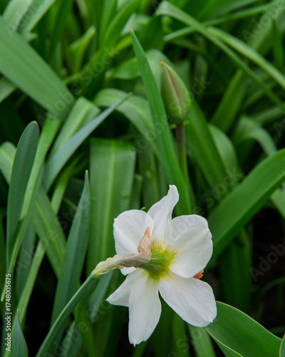 The back of a daffodil flower against a background of green foliage.