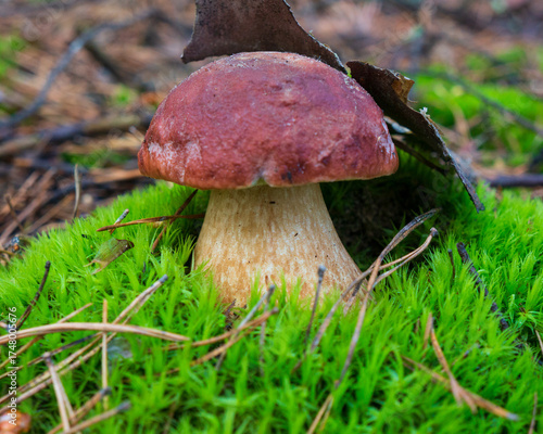 One porcini mushroom in green moss, pine forest.