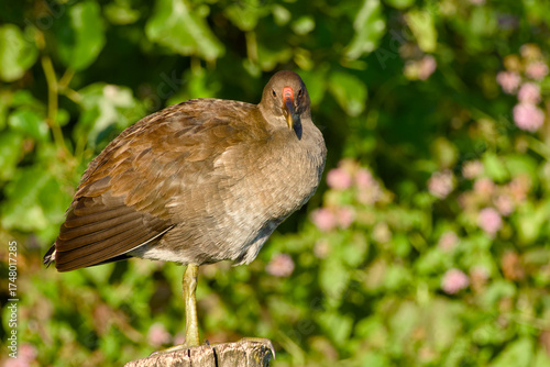 Wallpaper Mural Young common moorhen standing on a wooden post	 Torontodigital.ca