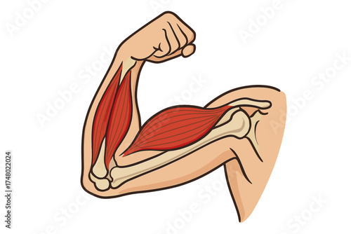 Diagram of human arm muscles and bones anatomy in flexed position