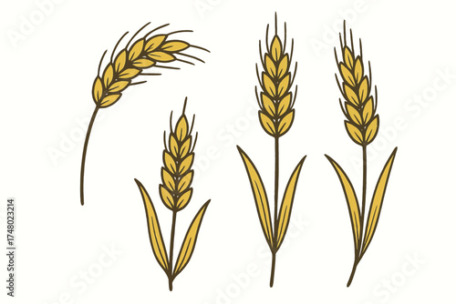 Illustration of yellow wheat stalks on white background
