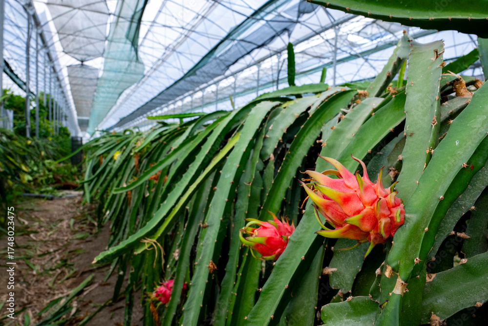 Obraz premium Pitaya, pitahaya or commonly known as dragon fruit is the fruit of several cactus species indigenous to the region of southern Mexico . Philippines Purple plants in a greenhouse of Manavgat Turkey