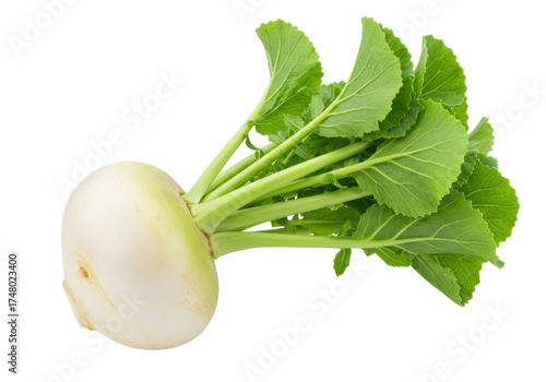 Cuadro en lienzo Isolated turnip with leaves, raw vegetable good for eating, fresh and nutritious