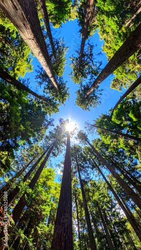 Sunlight streams through a dense forest canopy, viewed from below.  Tall, slender trees reach skyward, creating a vibrant green and brown scene against a clear blue sky.  Sunlight is prominent