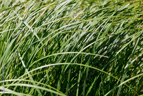 Grass Miscanthus sinensis in garden. Decorative herbs and plants in landscape design