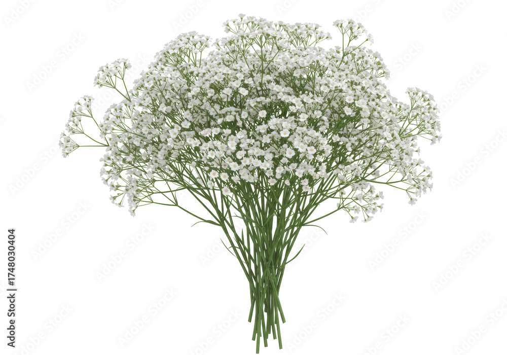 Fototapeta premium Isolated spray of baby's breath flowers, romantic and airy floral design element