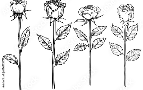 The black silhouette of a rose, complete with stem and leaves, exemplifies a sophisticated floral pattern